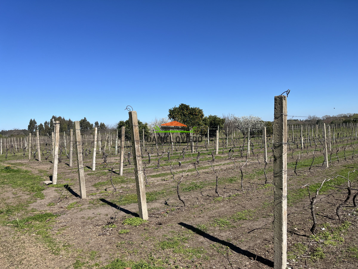 Chacra ID.255/Excelente-oportunidad-antigua-Bodega-y-viñedos-en-venta-en-Carmelo. - Excelente oportunidad antigua Bodega y viñedos en venta en Carmelo.