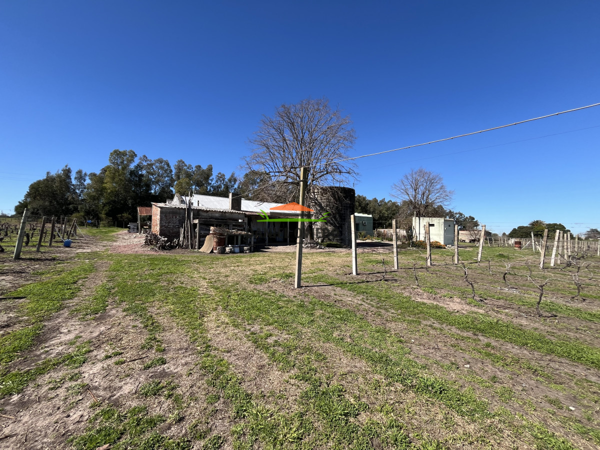Chacra ID.255/Excelente-oportunidad-antigua-Bodega-y-viñedos-en-venta-en-Carmelo. - Excelente oportunidad antigua Bodega y viñedos en venta en Carmelo.