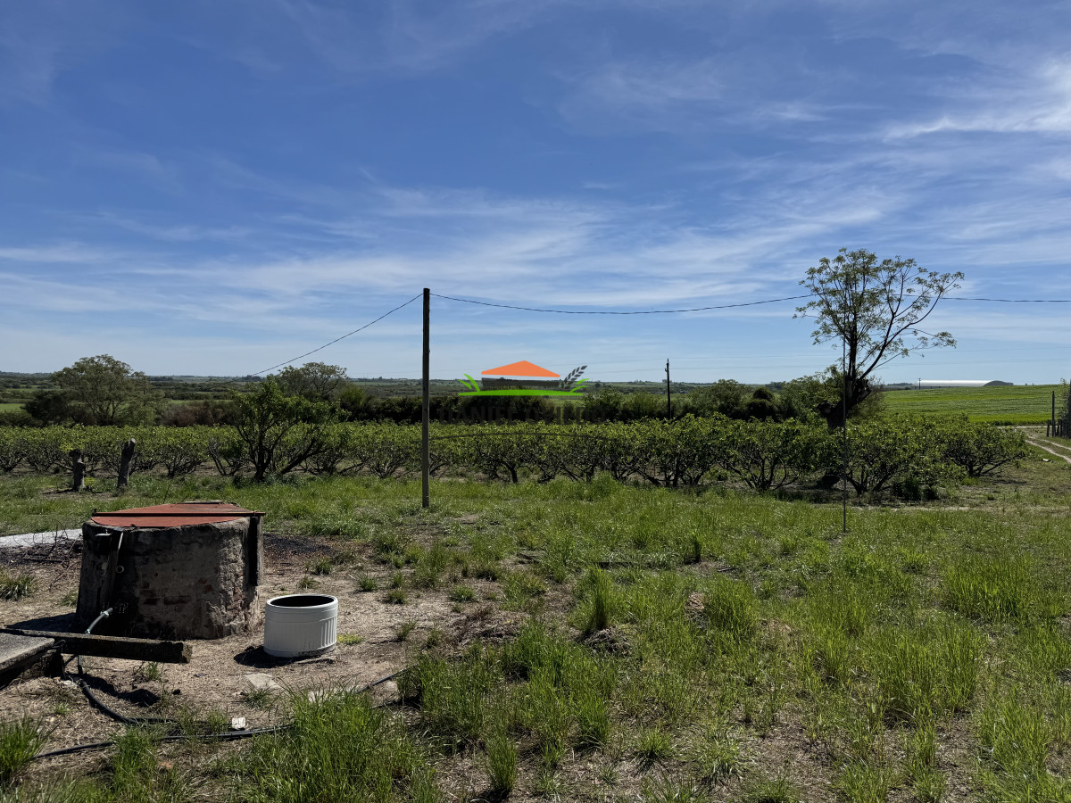 Chacra ID.272/Chacra-de-1,3-Has-con-plantación-de-higueras---Cerca-de-Nueva-Helvecia - Chacra de 1,3 Has con plantación de higueras - Cerca de Nueva Helvecia