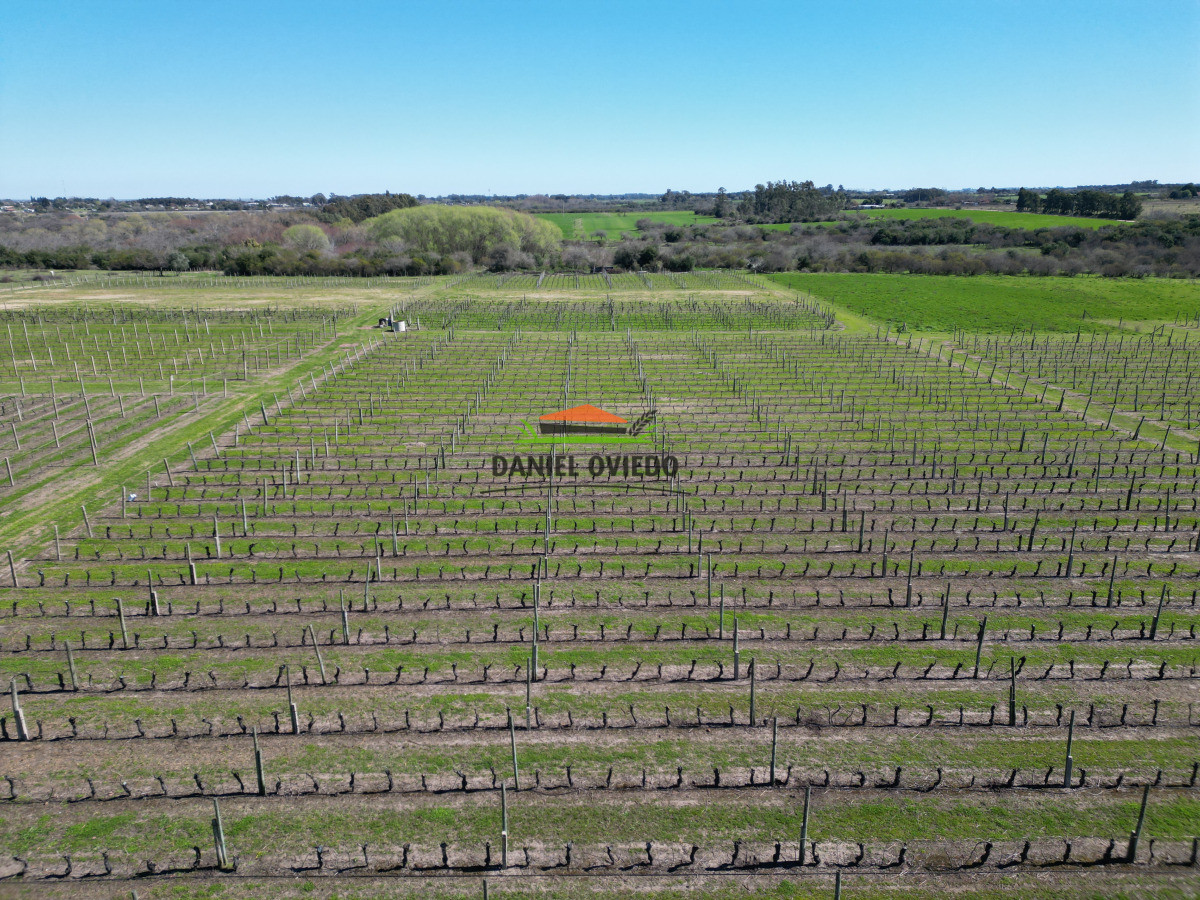 Chacra ID.255/Excelente-oportunidad-antigua-Bodega-y-viñedos-en-venta-en-Carmelo. - Excelente oportunidad antigua Bodega y viñedos en venta en Carmelo.
