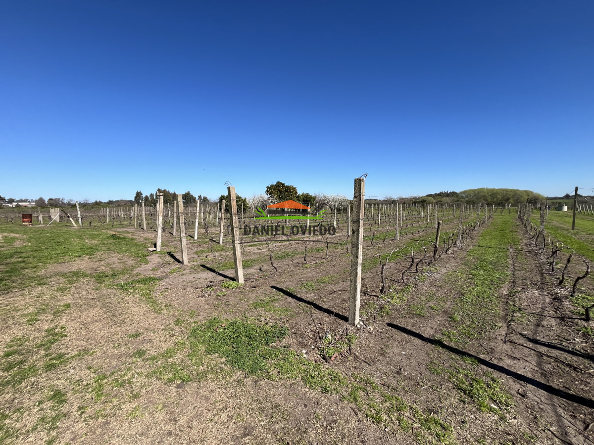 Chacra ID.255/Excelente-oportunidad-antigua-Bodega-y-viñedos-en-venta-en-Carmelo. - Excelente oportunidad antigua Bodega y viñedos en venta en Carmelo.