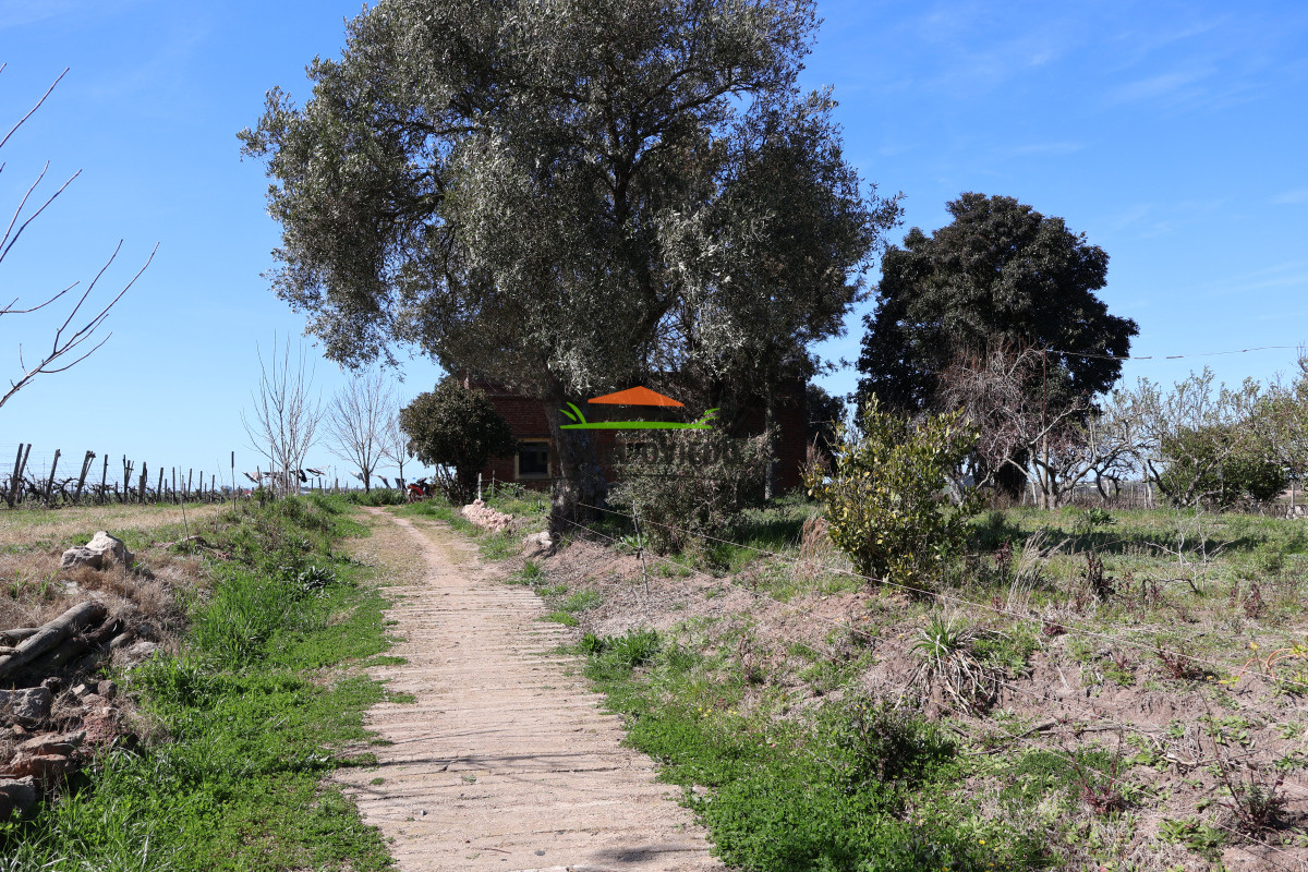 Chacra ID.139 - Excelente chacra en venta en Carmelo, con viñedos y casa antigua.