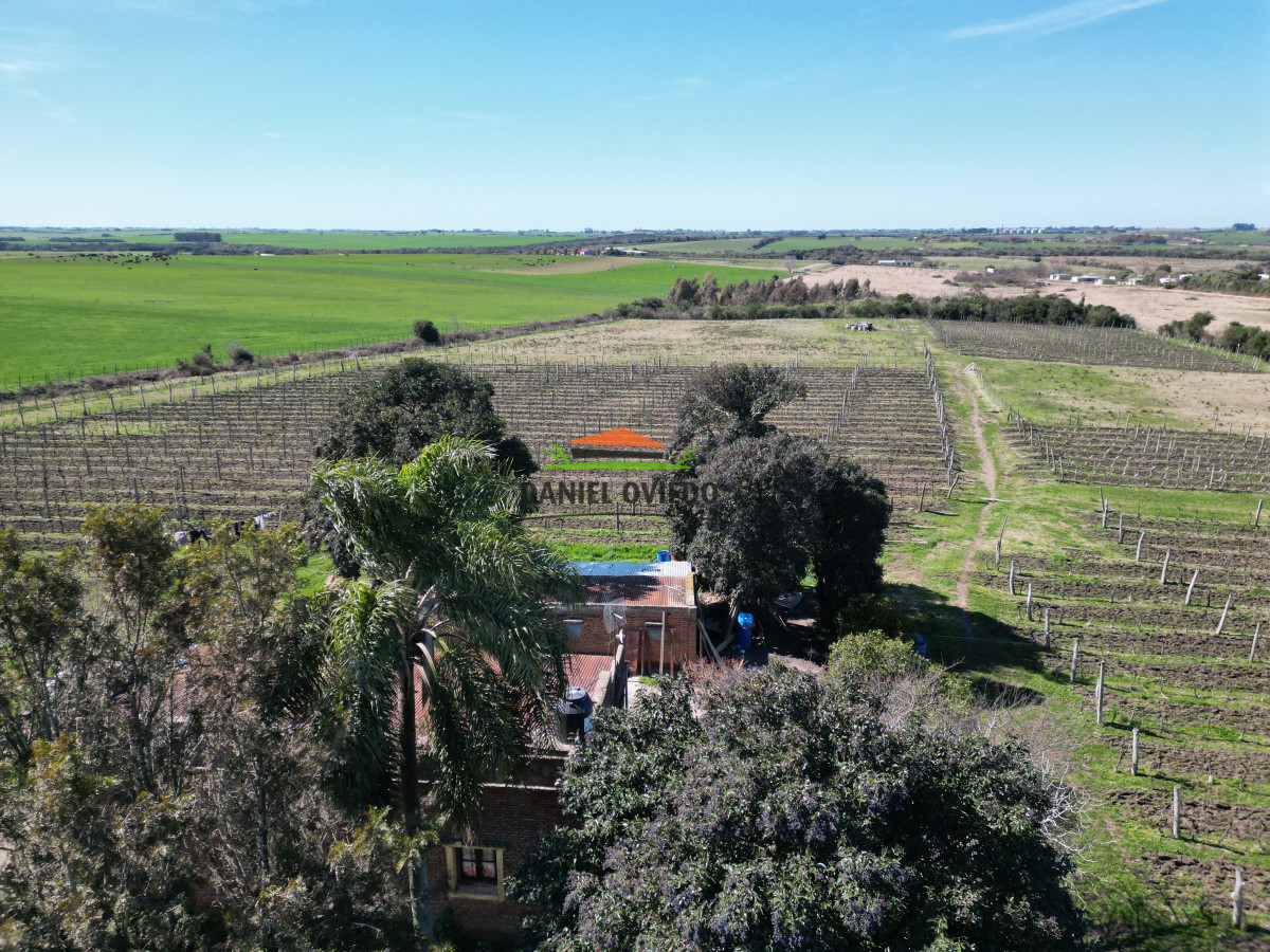 Chacra ID.139 - Excelente chacra en venta en Carmelo, con viñedos y casa antigua.