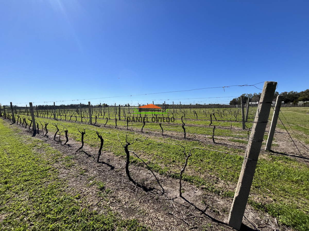 Chacra ID.255/Excelente-oportunidad-antigua-Bodega-y-viñedos-en-venta-en-Carmelo. - Excelente oportunidad antigua Bodega y viñedos en venta en Carmelo.