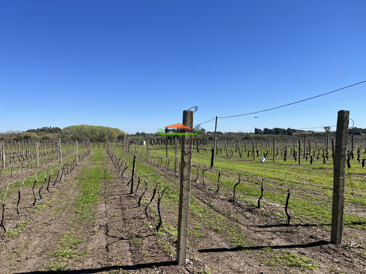 Chacra ID.255/Excelente-oportunidad-antigua-Bodega-y-viñedos-en-venta-en-Carmelo. - Excelente oportunidad antigua Bodega y viñedos en venta en Carmelo.