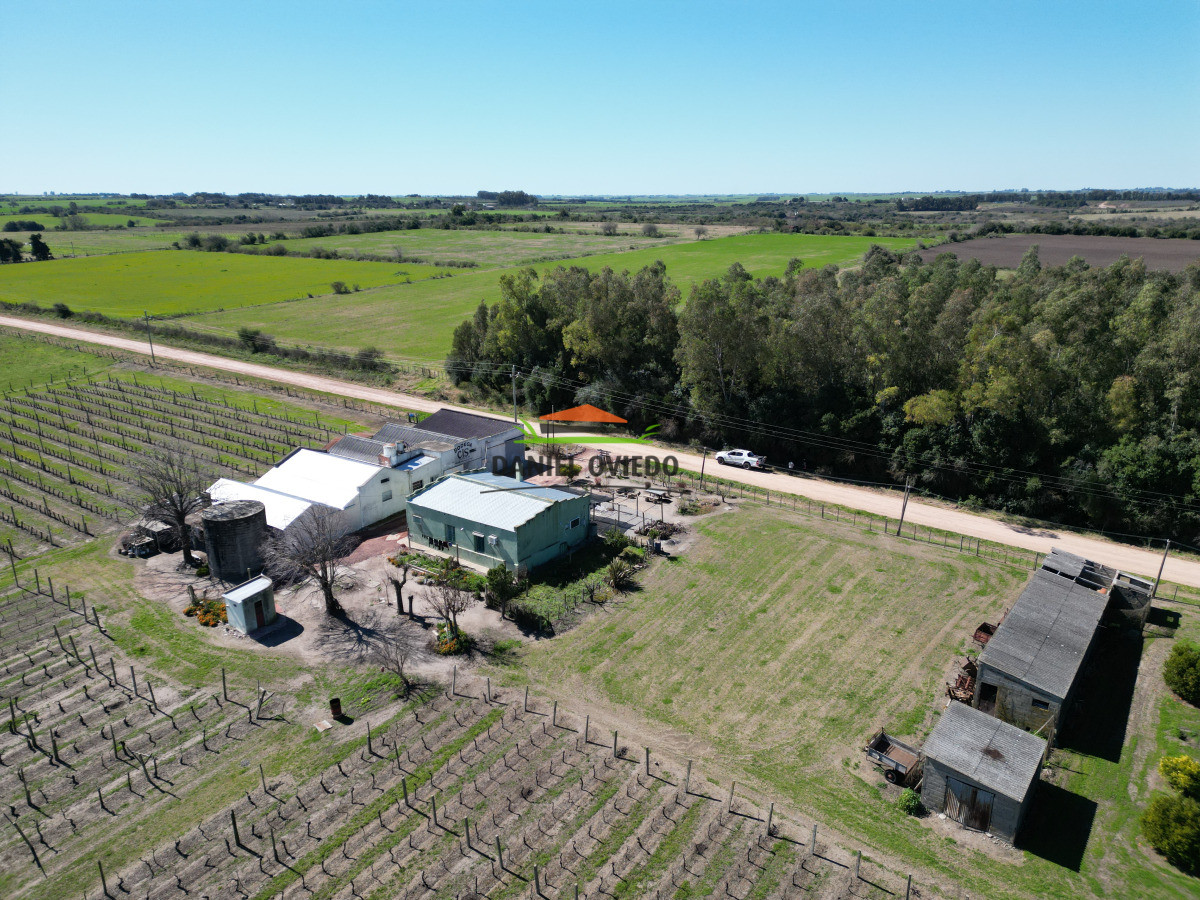 Chacra ID.255/Excelente-oportunidad-antigua-Bodega-y-viñedos-en-venta-en-Carmelo. - Excelente oportunidad antigua Bodega y viñedos en venta en Carmelo.