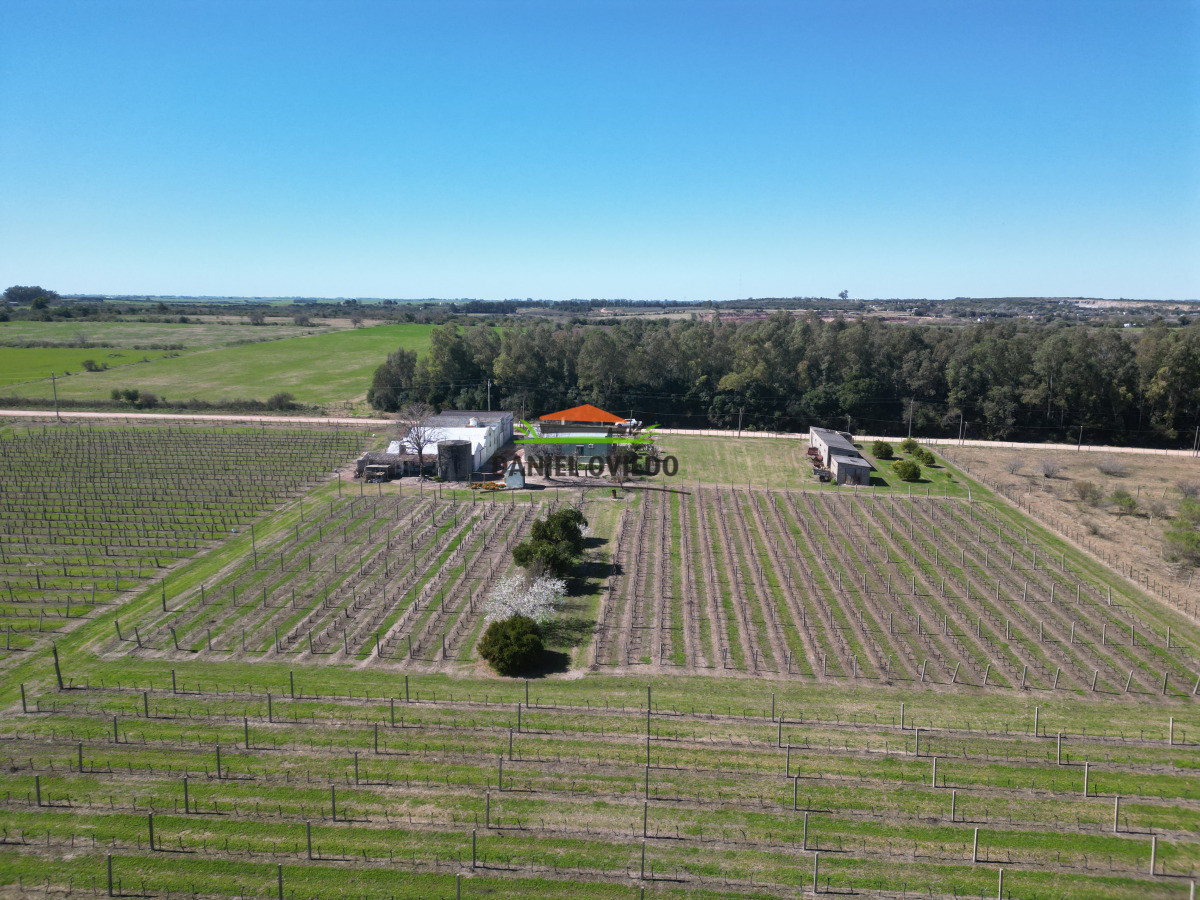 Chacra ID.255/Excelente-oportunidad-antigua-Bodega-y-viñedos-en-venta-en-Carmelo. - Excelente oportunidad antigua Bodega y viñedos en venta en Carmelo.