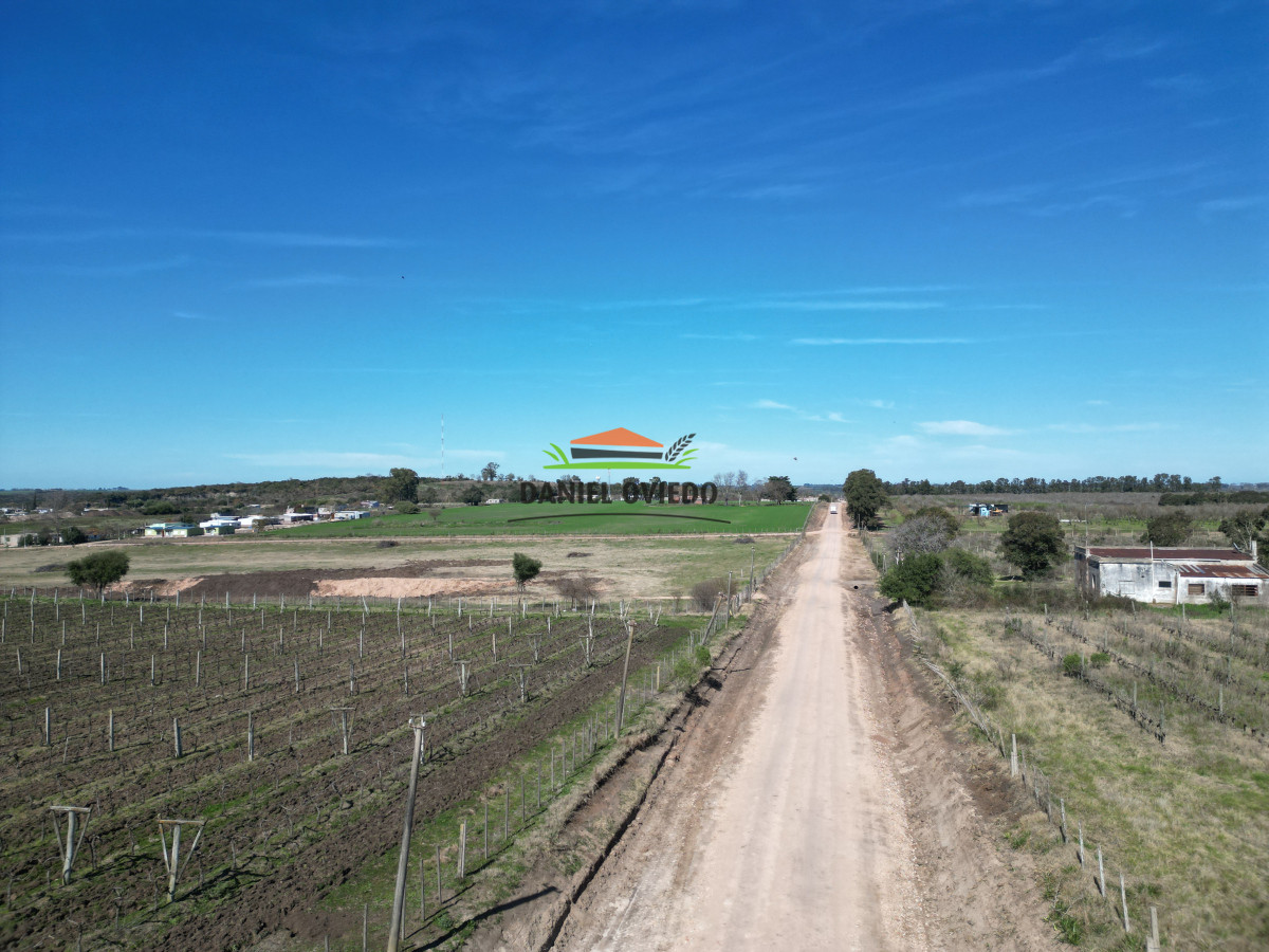 Chacra ID.139 - Excelente chacra en venta en Carmelo, con viñedos y casa antigua.
