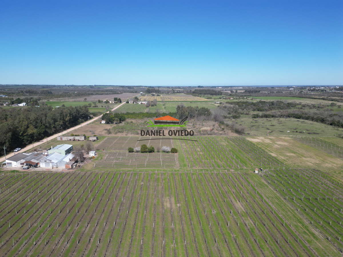 Chacra ID.255/Excelente-oportunidad-antigua-Bodega-y-viñedos-en-venta-en-Carmelo. - Excelente oportunidad antigua Bodega y viñedos en venta en Carmelo.