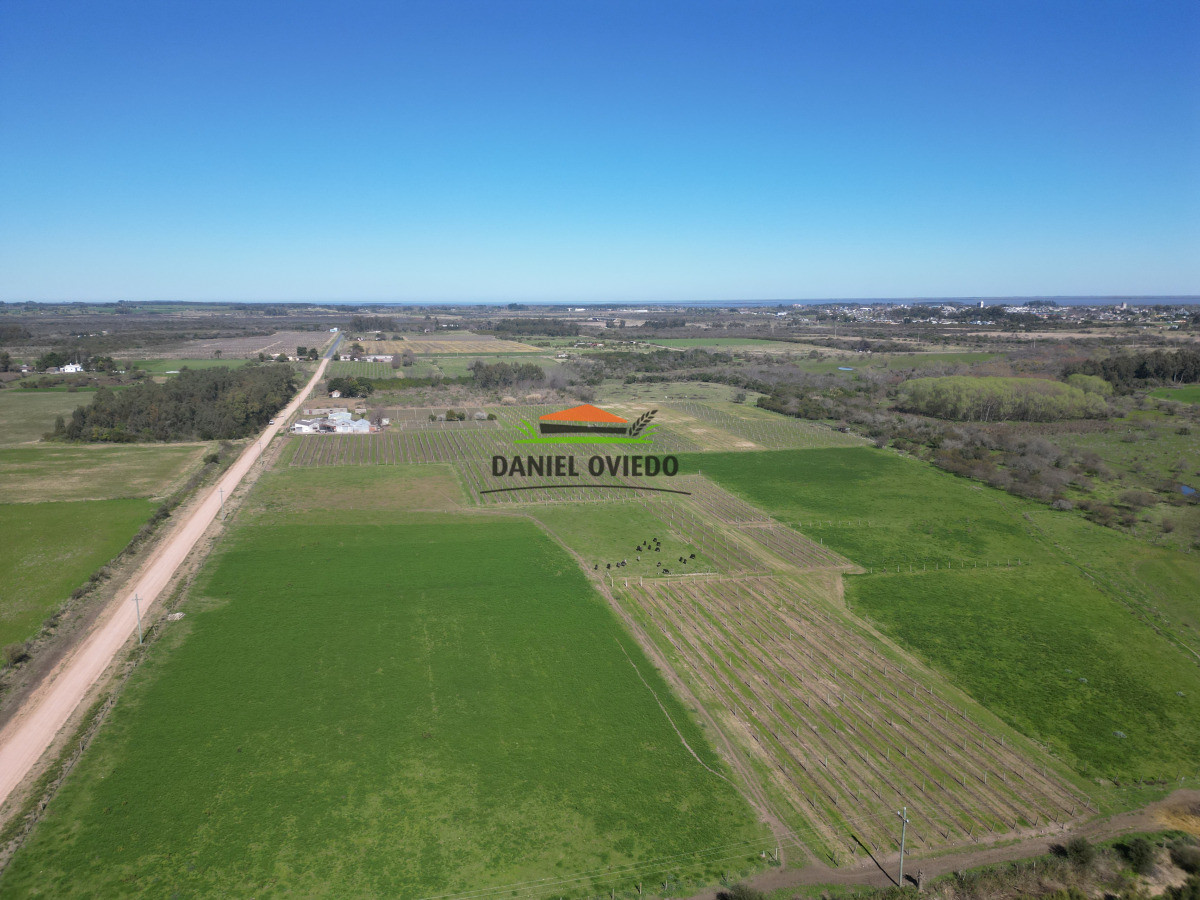 Chacra ID.255/Excelente-oportunidad-antigua-Bodega-y-viñedos-en-venta-en-Carmelo. - Excelente oportunidad antigua Bodega y viñedos en venta en Carmelo.