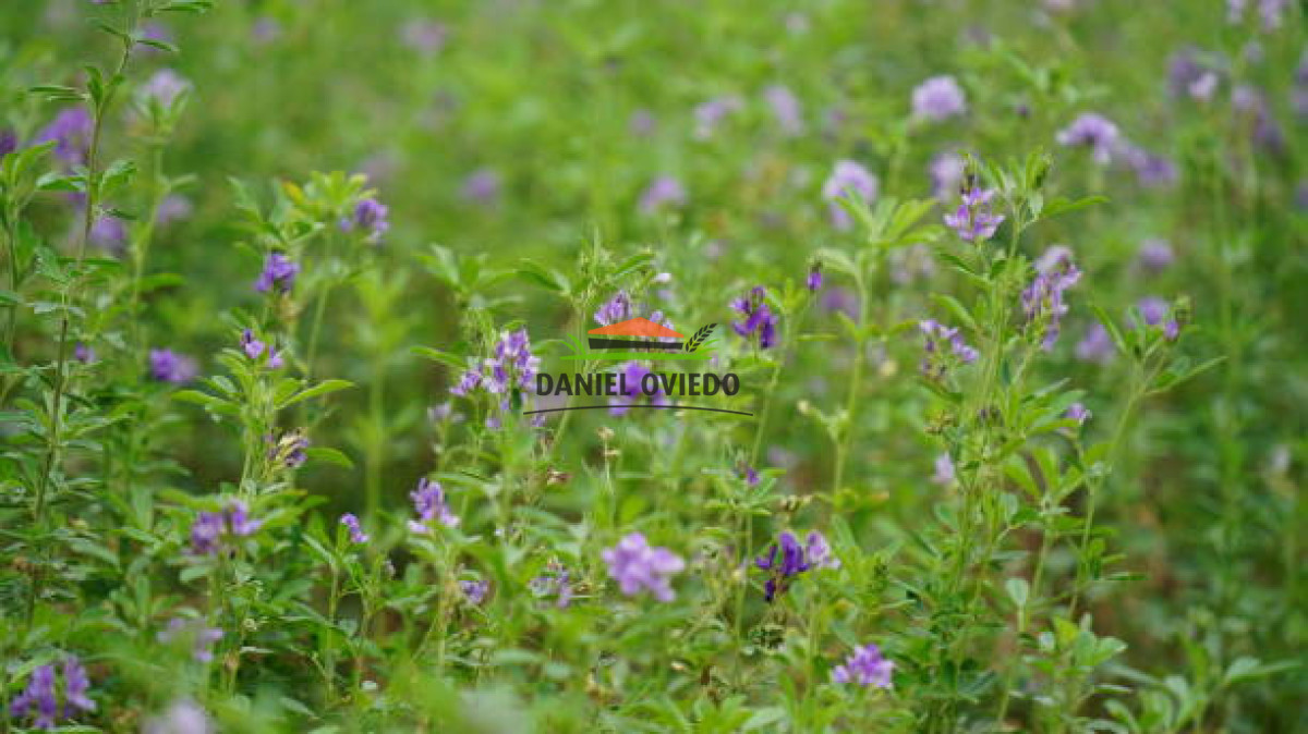 Chacra ID.353/Gran-oportunidad-chacra-en-venta-pr - Gran oportunidad chacra en venta próxima Pan de Azucar y ruta 9.