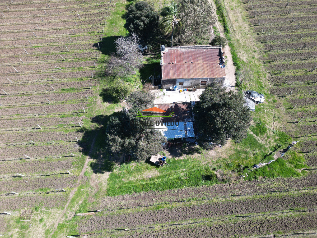 Chacra ID.139 - Excelente chacra en venta en Carmelo, con viñedos y casa antigua.