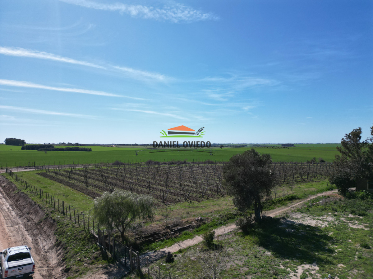 Chacra ID.139 - Excelente chacra en venta en Carmelo, con viñedos y casa antigua.