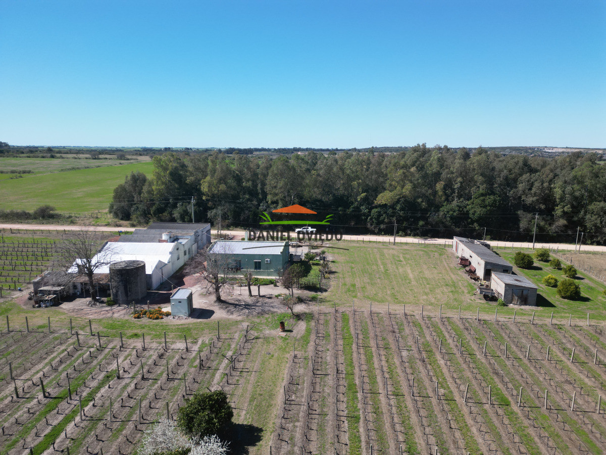 Chacra ID.255/Excelente-oportunidad-antigua-Bodega-y-viñedos-en-venta-en-Carmelo. - Excelente oportunidad antigua Bodega y viñedos en venta en Carmelo.