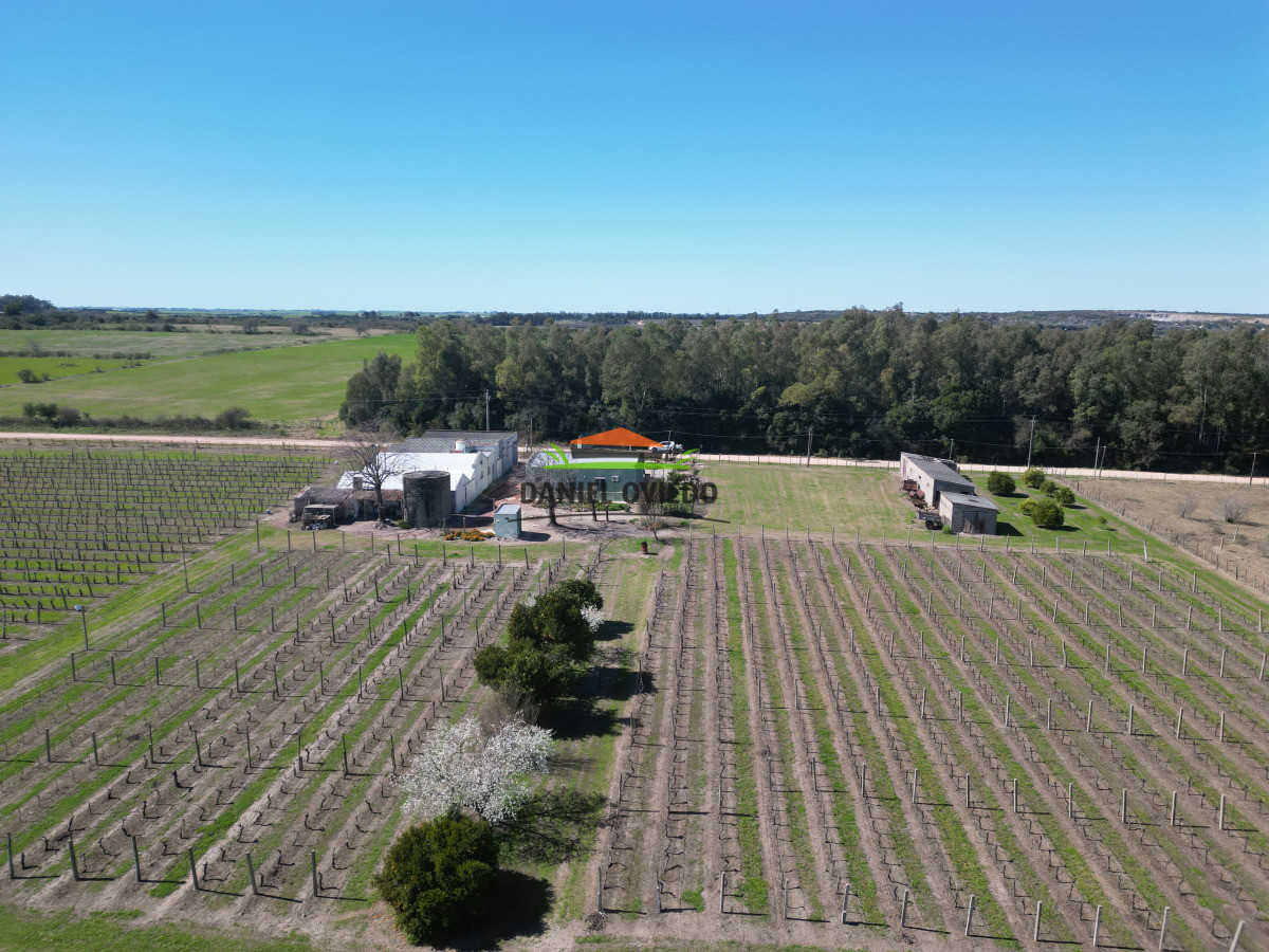 Chacra ID.255/Excelente-oportunidad-antigua-Bodega-y-viñedos-en-venta-en-Carmelo. - Excelente oportunidad antigua Bodega y viñedos en venta en Carmelo.