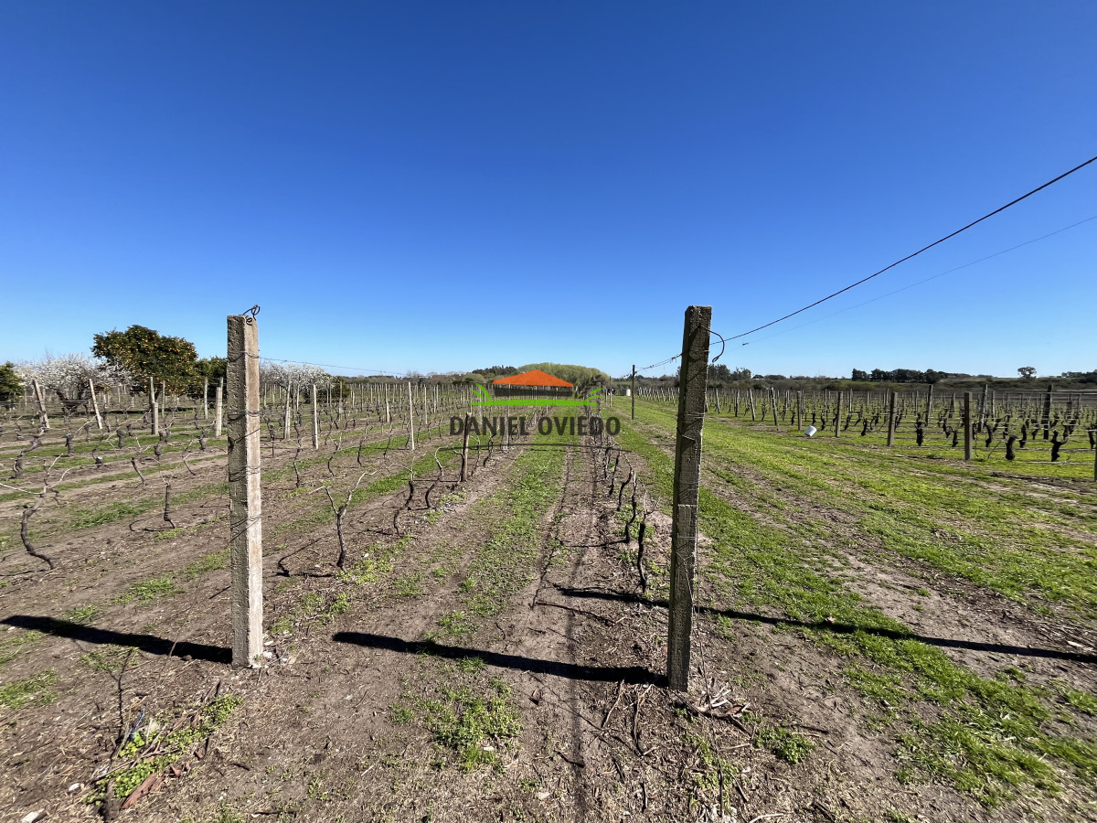 Chacra ID.255/Excelente-oportunidad-antigua-Bodega-y-viñedos-en-venta-en-Carmelo. - Excelente oportunidad antigua Bodega y viñedos en venta en Carmelo.