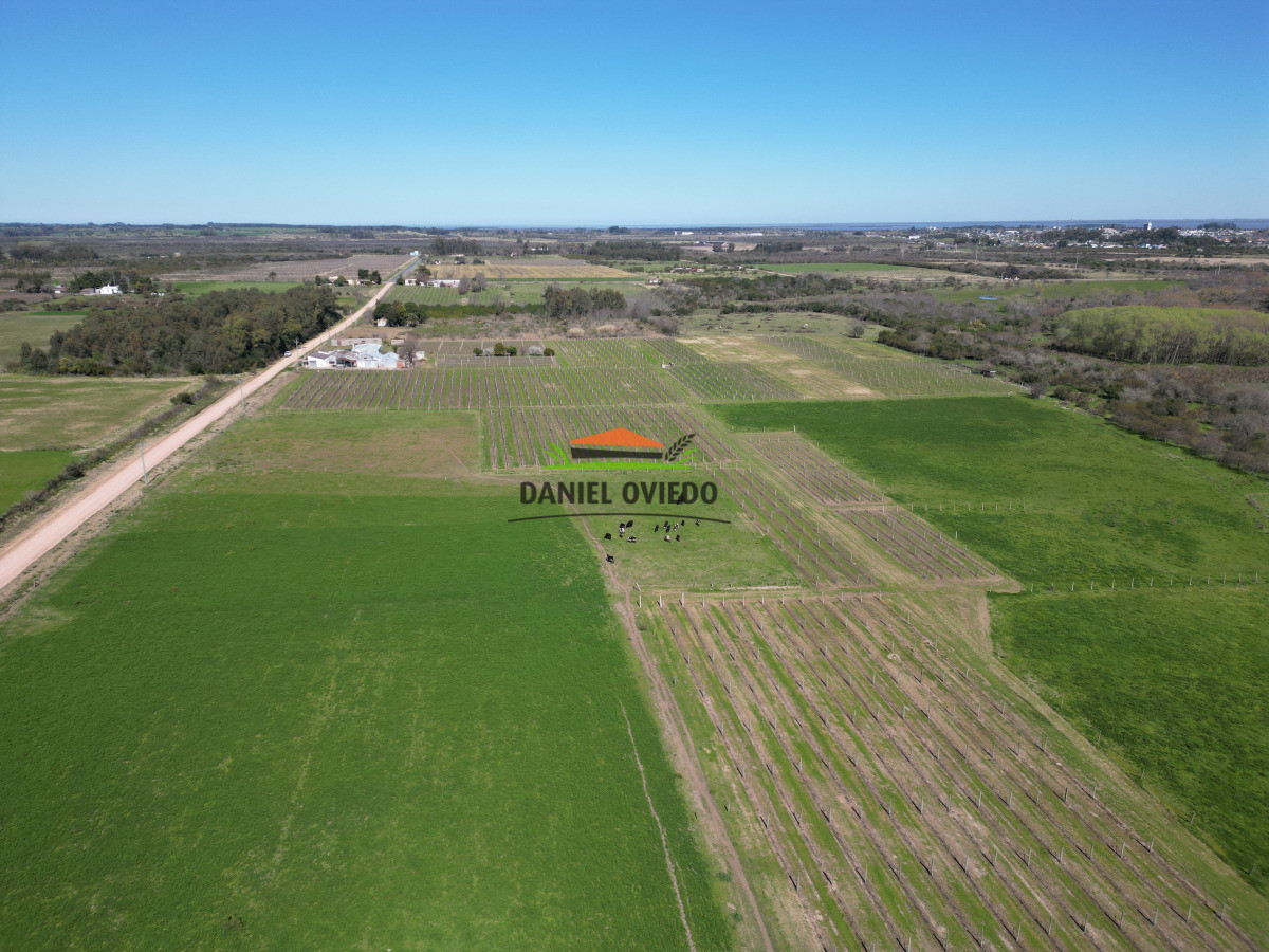 Chacra ID.255/Excelente-oportunidad-antigua-Bodega-y-viñedos-en-venta-en-Carmelo. - Excelente oportunidad antigua Bodega y viñedos en venta en Carmelo.