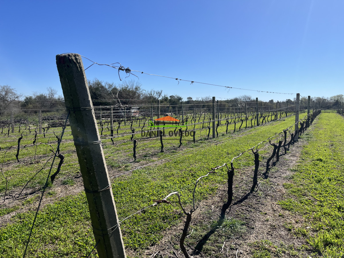 Chacra ID.255/Excelente-oportunidad-antigua-Bodega-y-viñedos-en-venta-en-Carmelo. - Excelente oportunidad antigua Bodega y viñedos en venta en Carmelo.