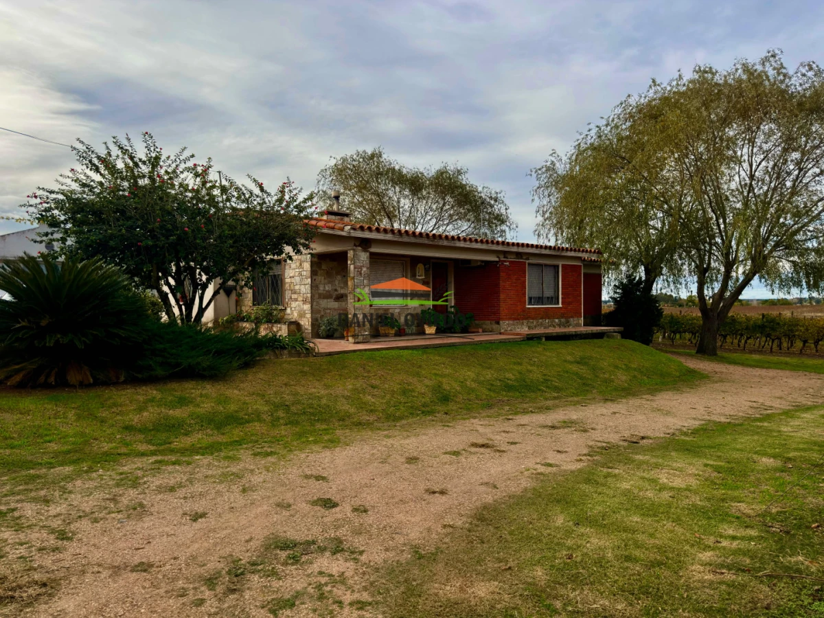 Chacra ID.425/Venta--de-Bodega,-Vi - Venta  de Bodega, Viñedo 11 Has y casas, en Toledo Chico.