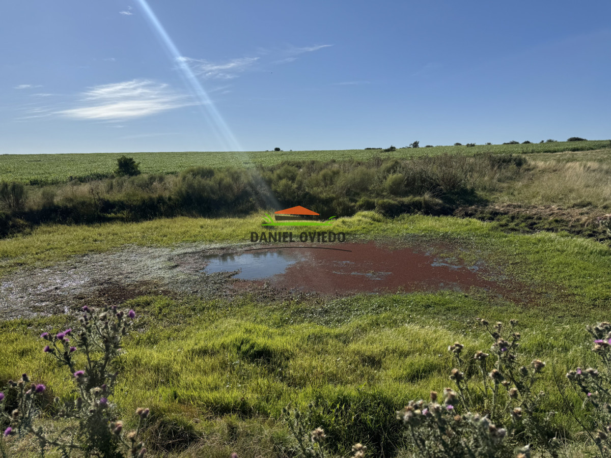 Chacra ID.344/Chacra-de-5,5-hect - Chacra de 5,5 hectáreas con agua en Cufré - Departamento de Colonia