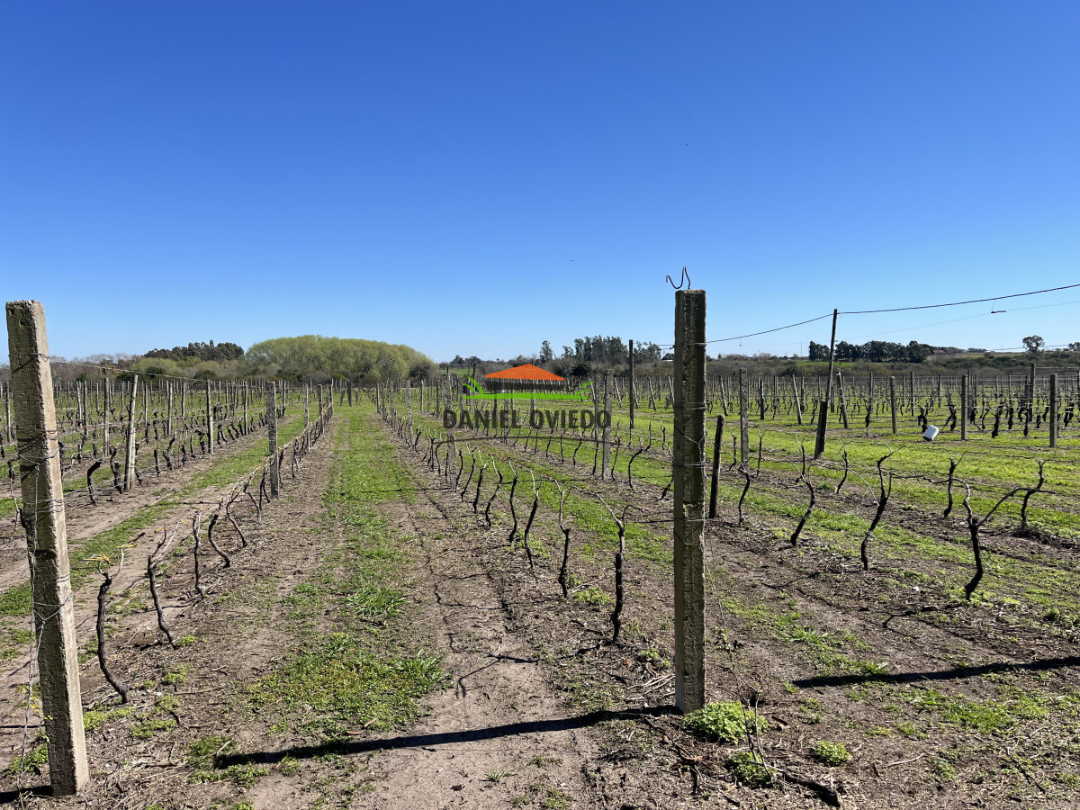 Chacra ID.255/Excelente-oportunidad-antigua-Bodega-y-viñedos-en-venta-en-Carmelo. - Excelente oportunidad antigua Bodega y viñedos en venta en Carmelo.