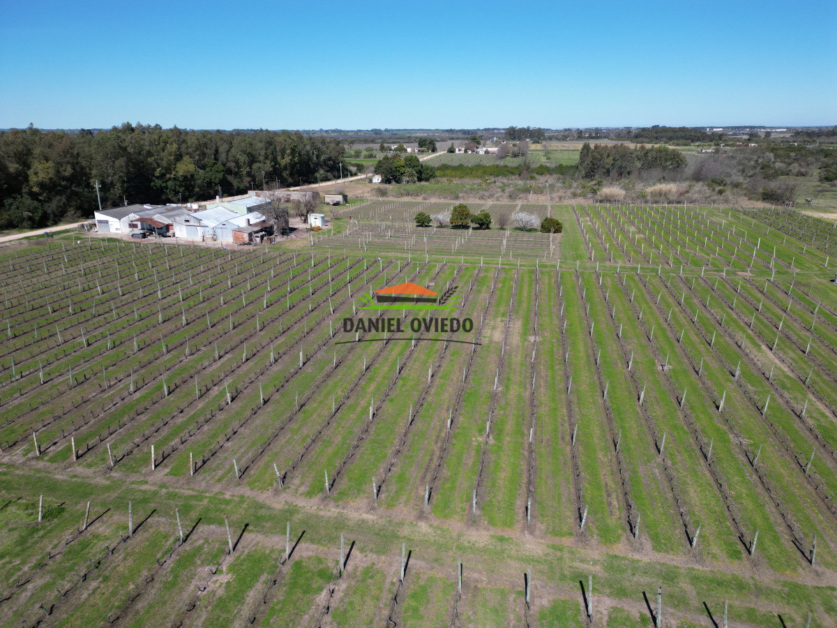 Chacra ID.255/Excelente-oportunidad-antigua-Bodega-y-viñedos-en-venta-en-Carmelo. - Excelente oportunidad antigua Bodega y viñedos en venta en Carmelo.