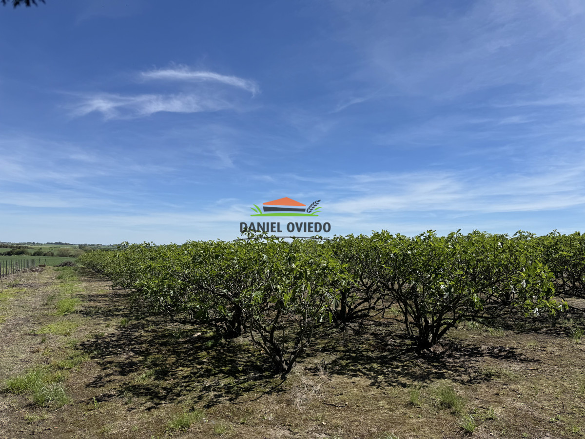Chacra ID.272/Chacra-de-1,3-Has-con-plantación-de-higueras---Cerca-de-Nueva-Helvecia - Chacra de 1,3 Has con plantación de higueras - Cerca de Nueva Helvecia