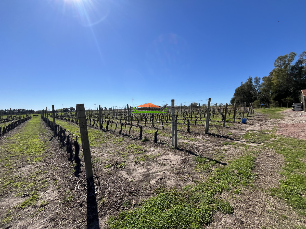 Chacra ID.255/Excelente-oportunidad-antigua-Bodega-y-viñedos-en-venta-en-Carmelo. - Excelente oportunidad antigua Bodega y viñedos en venta en Carmelo.