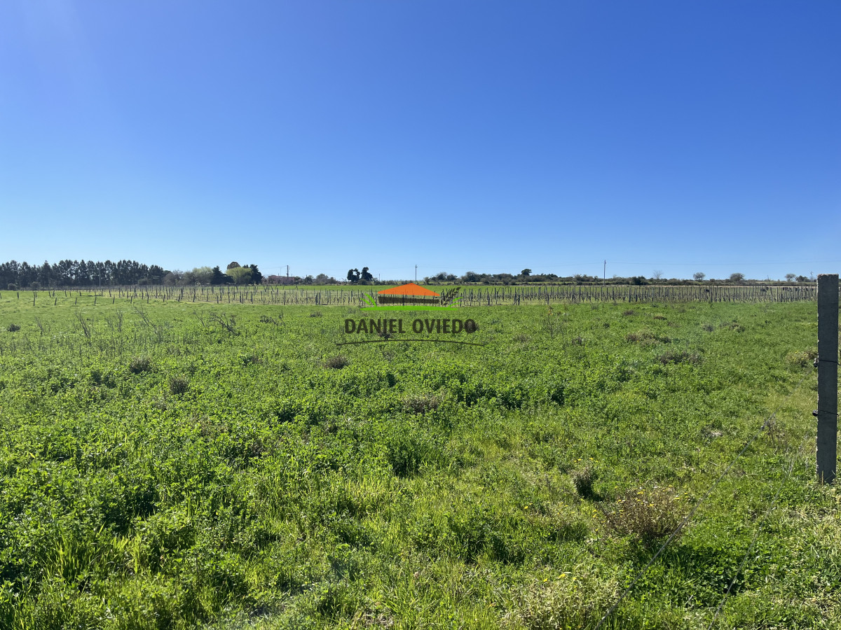 Chacra ID.255/Excelente-oportunidad-antigua-Bodega-y-viñedos-en-venta-en-Carmelo. - Excelente oportunidad antigua Bodega y viñedos en venta en Carmelo.