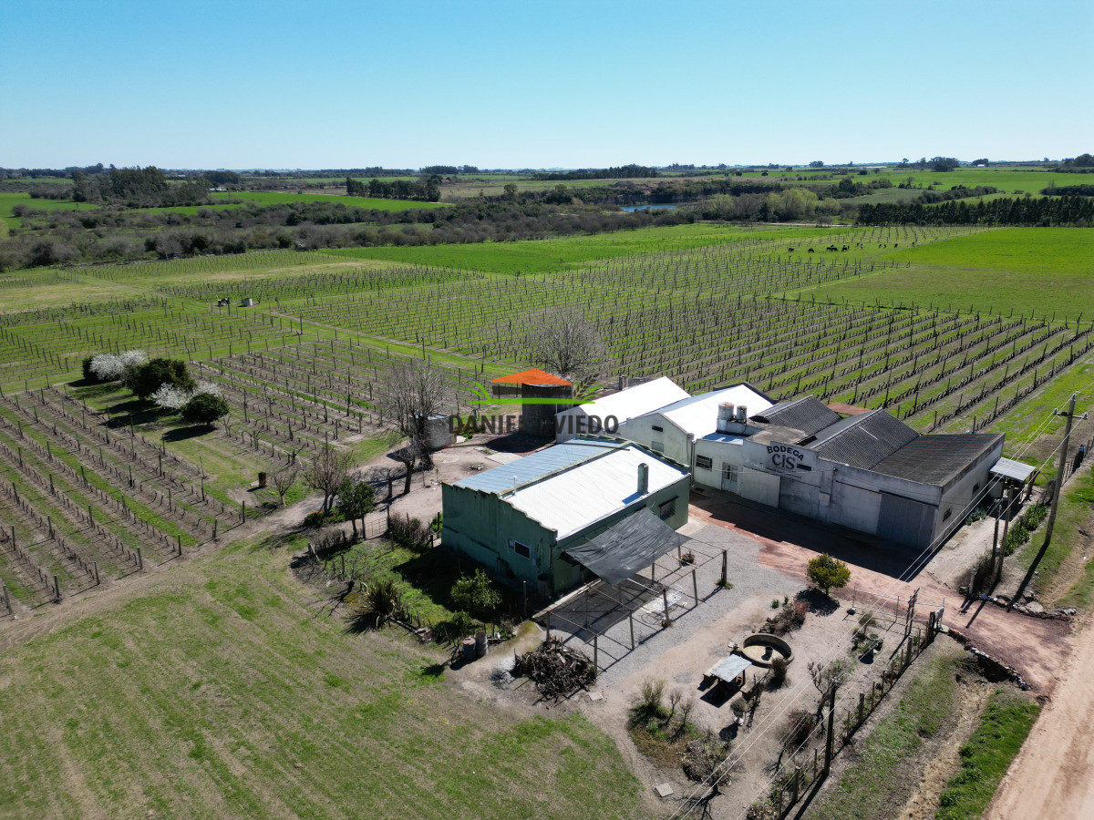 Chacra ID.255/Excelente-oportunidad-antigua-Bodega-y-viñedos-en-venta-en-Carmelo. - Excelente oportunidad antigua Bodega y viñedos en venta en Carmelo.