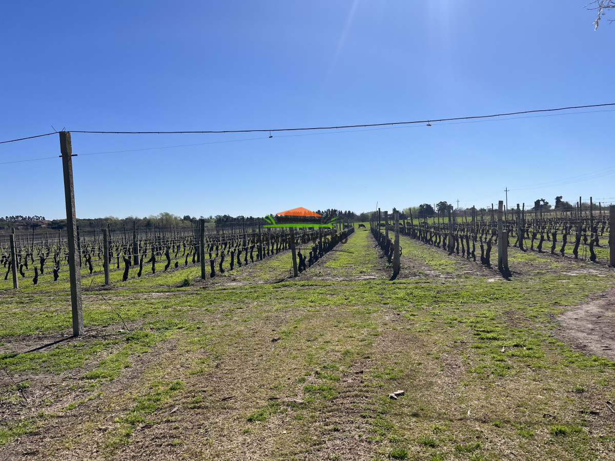 Chacra ID.255/Excelente-oportunidad-antigua-Bodega-y-viñedos-en-venta-en-Carmelo. - Excelente oportunidad antigua Bodega y viñedos en venta en Carmelo.