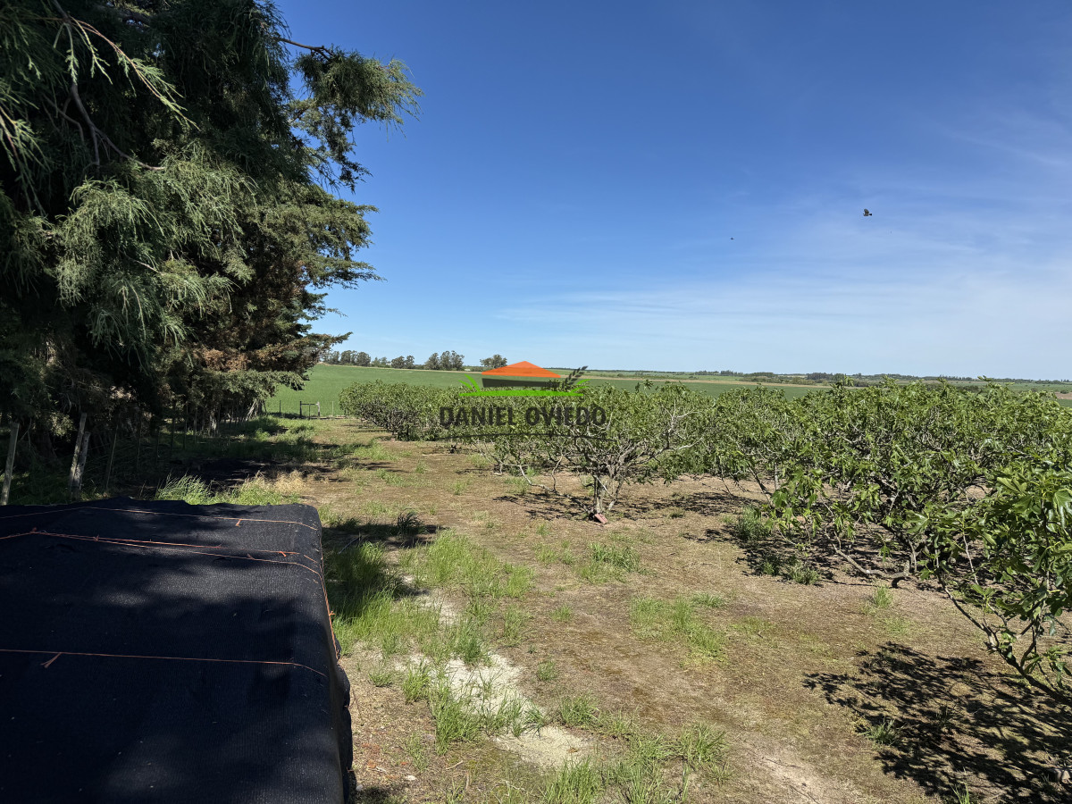 Chacra ID.272/Chacra-de-1,3-Has-con-plantación-de-higueras---Cerca-de-Nueva-Helvecia - Chacra de 1,3 Has con plantación de higueras - Cerca de Nueva Helvecia