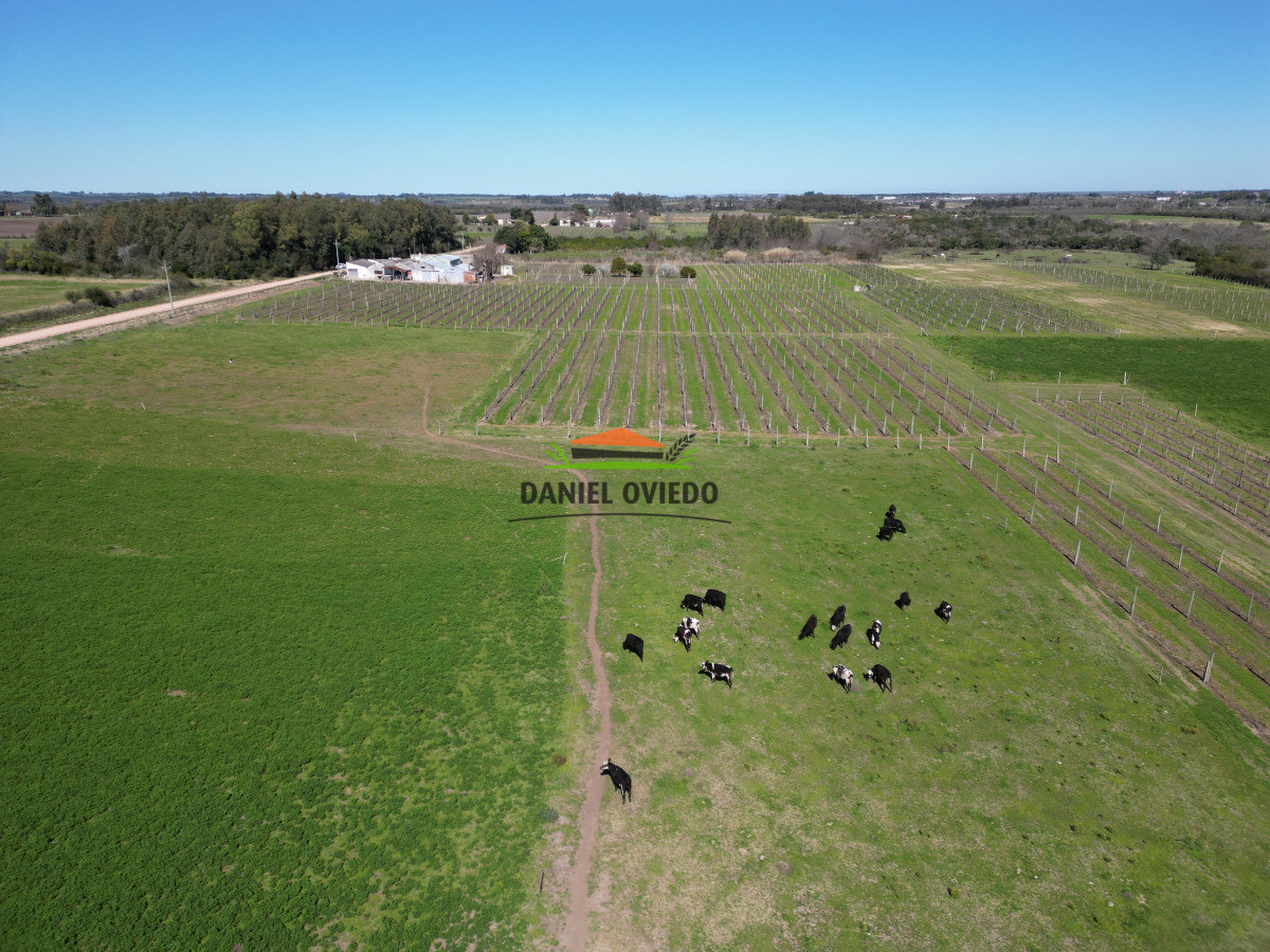 Chacra ID.255/Excelente-oportunidad-antigua-Bodega-y-viñedos-en-venta-en-Carmelo. - Excelente oportunidad antigua Bodega y viñedos en venta en Carmelo.
