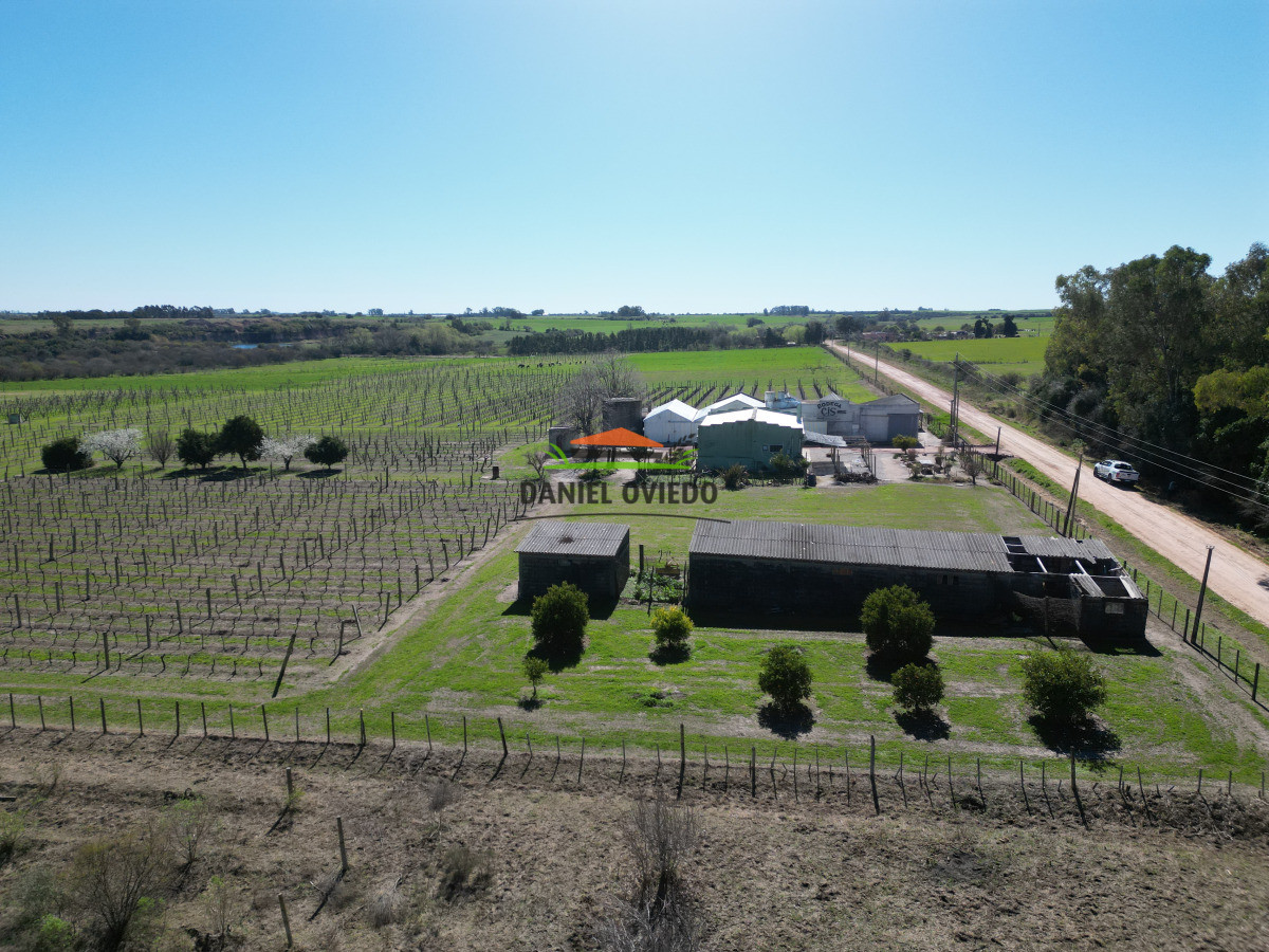 Chacra ID.255/Excelente-oportunidad-antigua-Bodega-y-viñedos-en-venta-en-Carmelo. - Excelente oportunidad antigua Bodega y viñedos en venta en Carmelo.