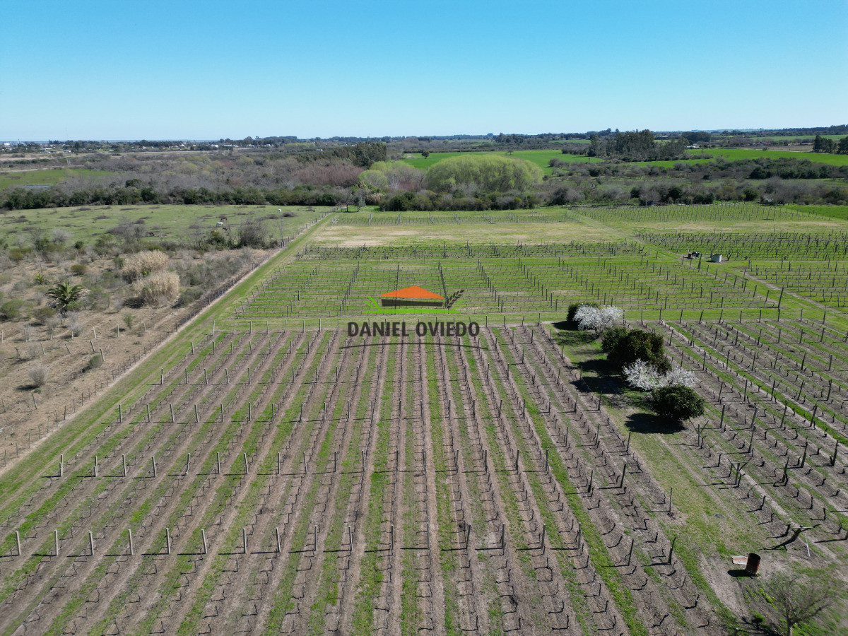 Chacra ID.255/Excelente-oportunidad-antigua-Bodega-y-viñedos-en-venta-en-Carmelo. - Excelente oportunidad antigua Bodega y viñedos en venta en Carmelo.