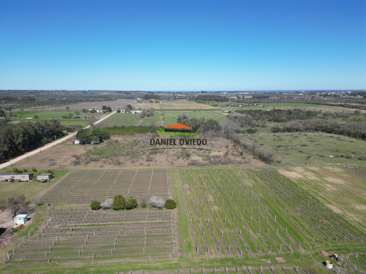 Chacra ID.255/Excelente-oportunidad-antigua-Bodega-y-viñedos-en-venta-en-Carmelo. - Excelente oportunidad antigua Bodega y viñedos en venta en Carmelo.