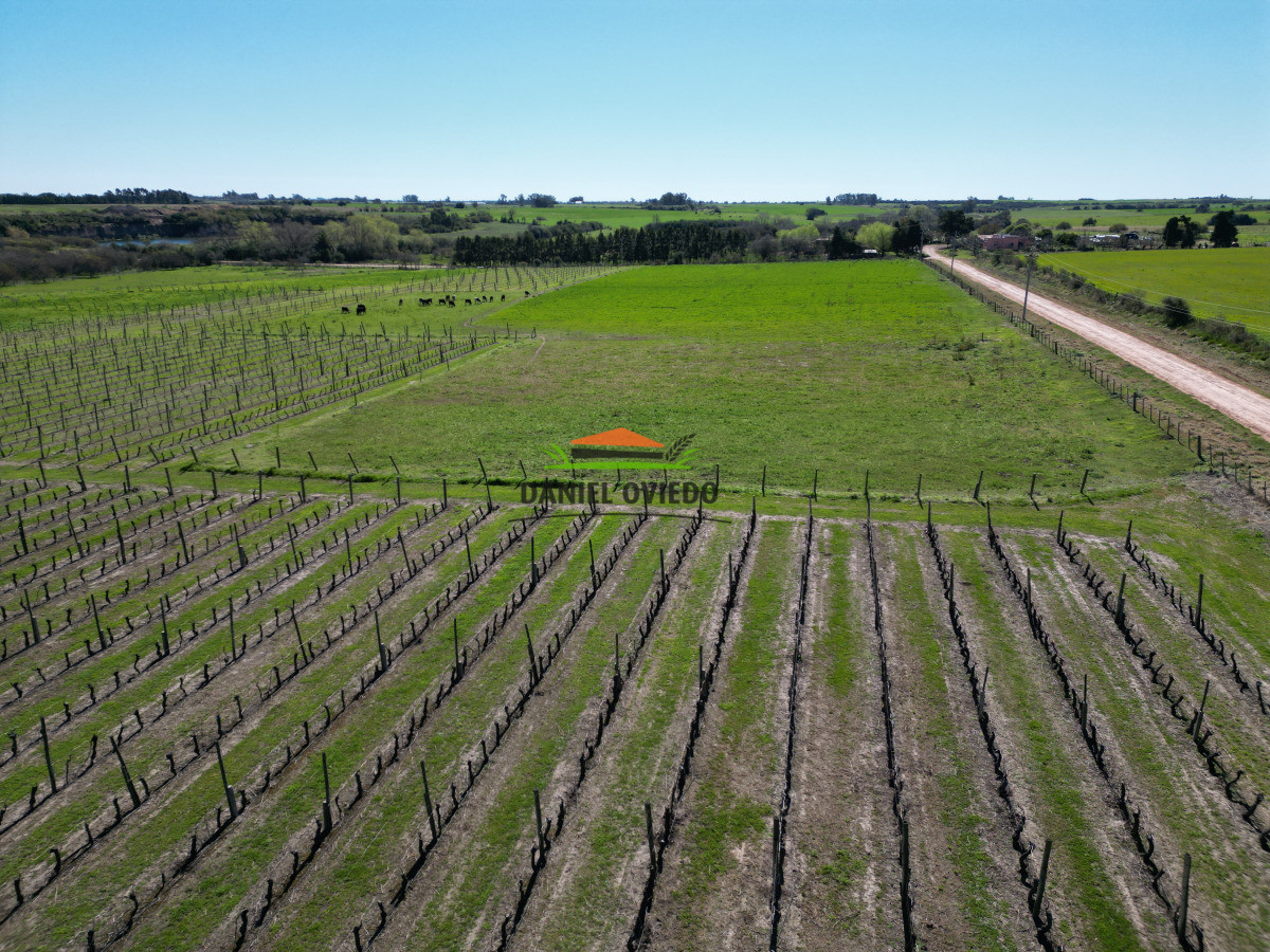 Chacra ID.255/Excelente-oportunidad-antigua-Bodega-y-viñedos-en-venta-en-Carmelo. - Excelente oportunidad antigua Bodega y viñedos en venta en Carmelo.
