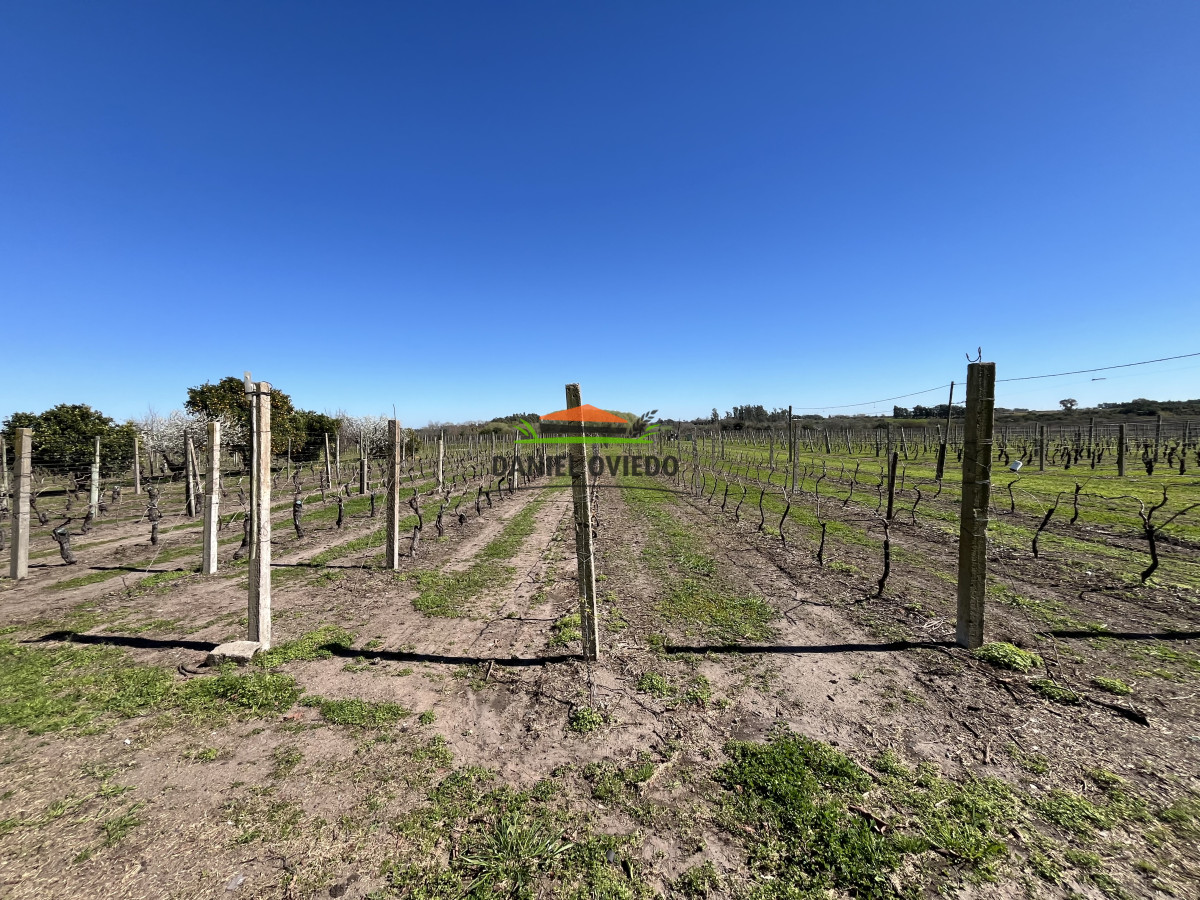 Chacra ID.255/Excelente-oportunidad-antigua-Bodega-y-viñedos-en-venta-en-Carmelo. - Excelente oportunidad antigua Bodega y viñedos en venta en Carmelo.