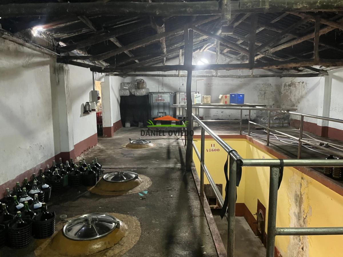 Chacra ID.425/Venta--de-Bodega,-Vi - Venta  de Bodega, Viñedo 11 Has y casas, en Toledo Chico.