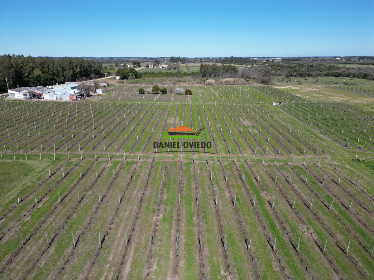 Chacra ID.255/Excelente-oportunidad-antigua-Bodega-y-viñedos-en-venta-en-Carmelo. - Excelente oportunidad antigua Bodega y viñedos en venta en Carmelo.