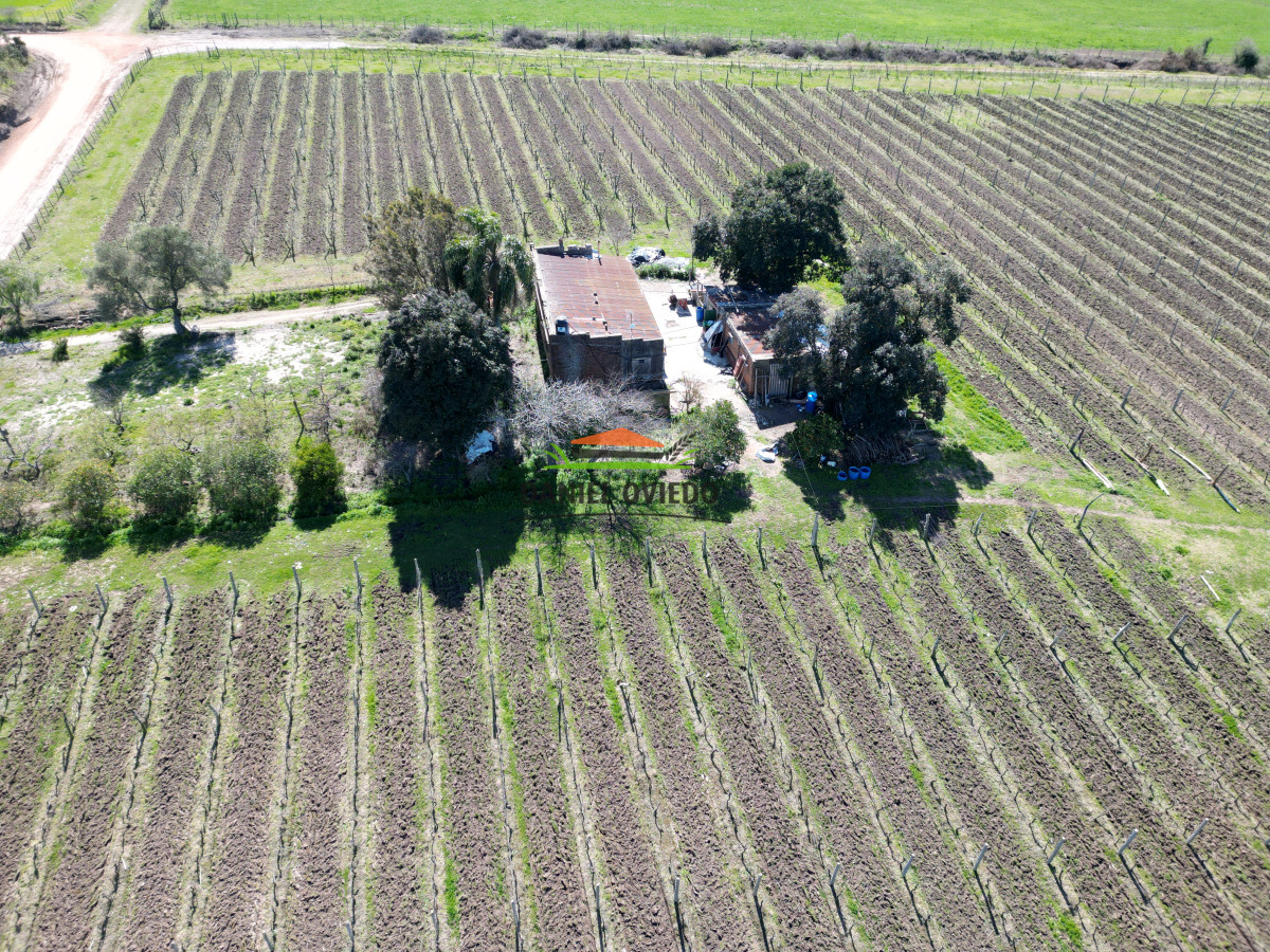 Chacra ID.139 - Excelente chacra en venta en Carmelo, con viñedos y casa antigua.