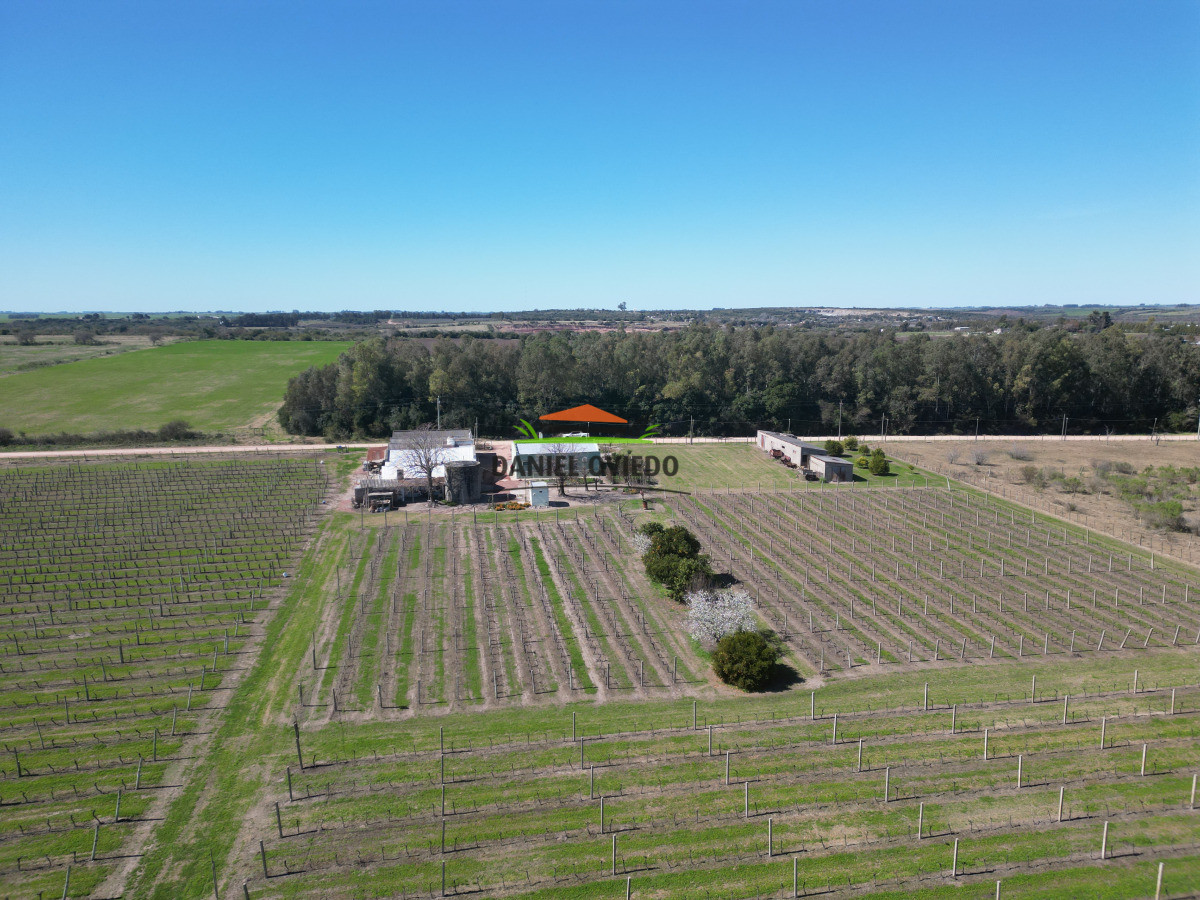 Chacra ID.255/Excelente-oportunidad-antigua-Bodega-y-viñedos-en-venta-en-Carmelo. - Excelente oportunidad antigua Bodega y viñedos en venta en Carmelo.