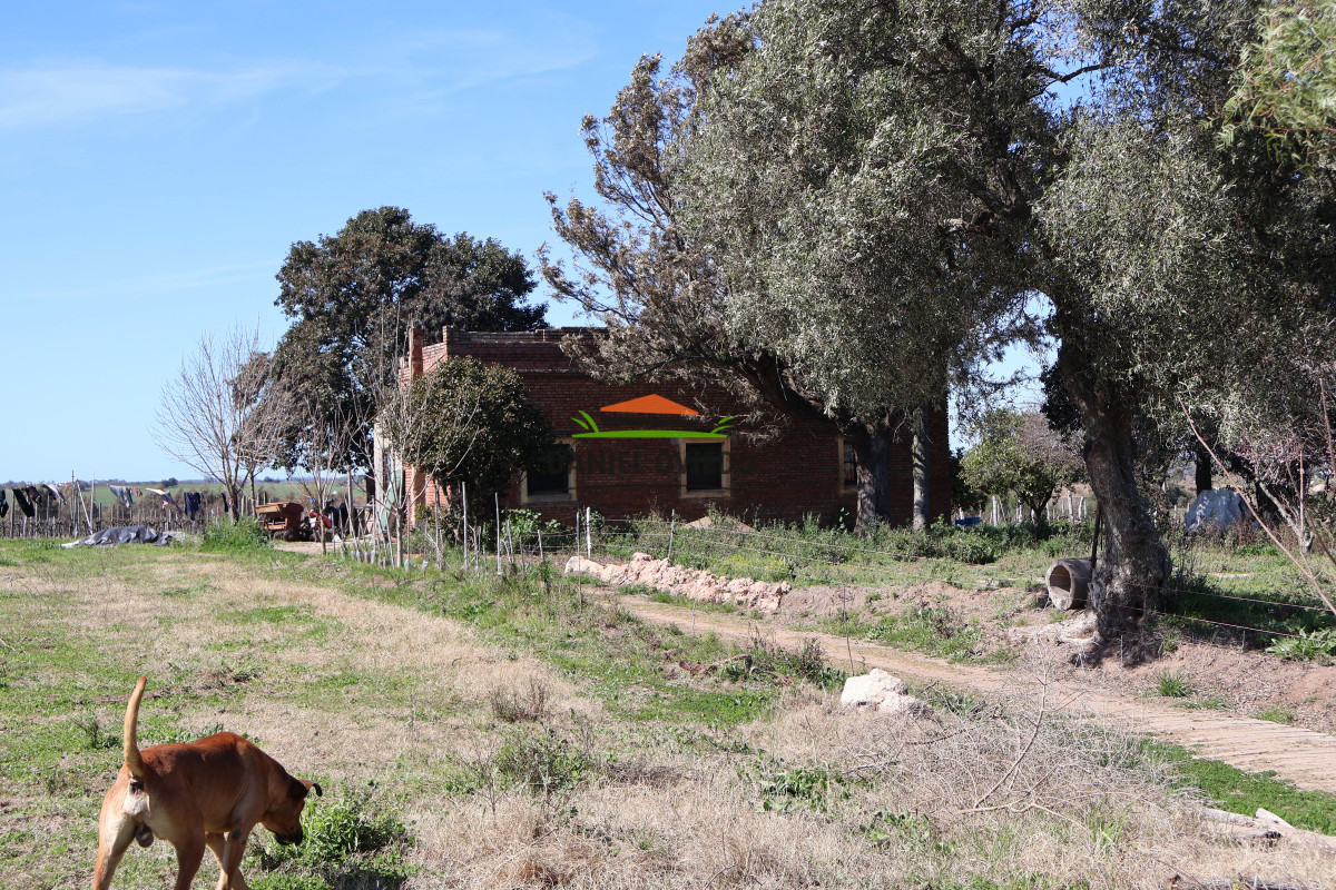 Chacra ID.139 - Excelente chacra en venta en Carmelo, con viñedos y casa antigua.
