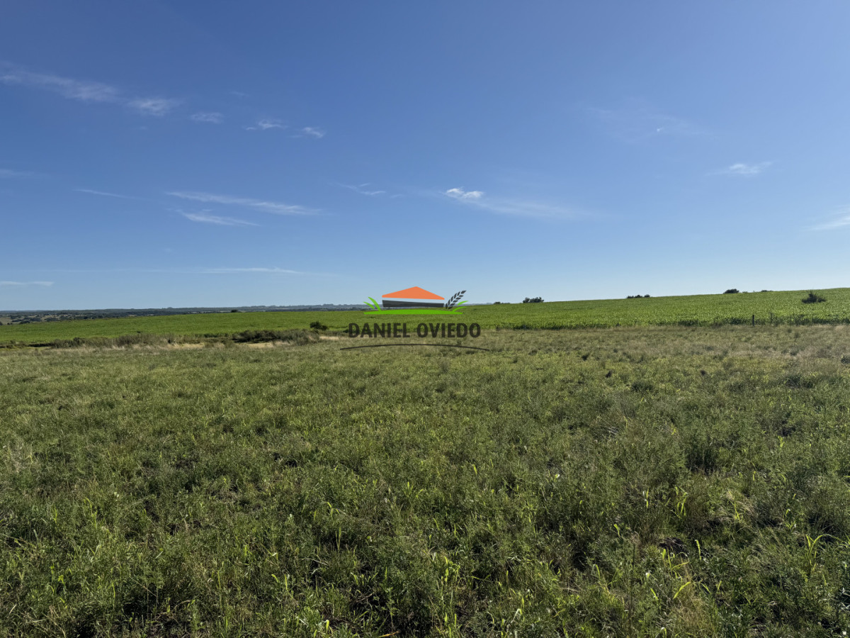 Chacra ID.344/Chacra-de-5,5-hect - Chacra de 5,5 hectáreas con agua en Cufré - Departamento de Colonia