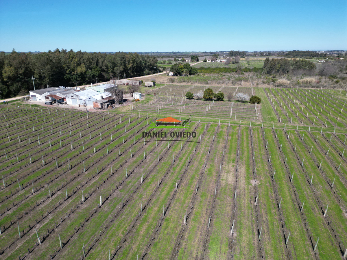 Chacra ID.255/Excelente-oportunidad-antigua-Bodega-y-viñedos-en-venta-en-Carmelo. - Excelente oportunidad antigua Bodega y viñedos en venta en Carmelo.