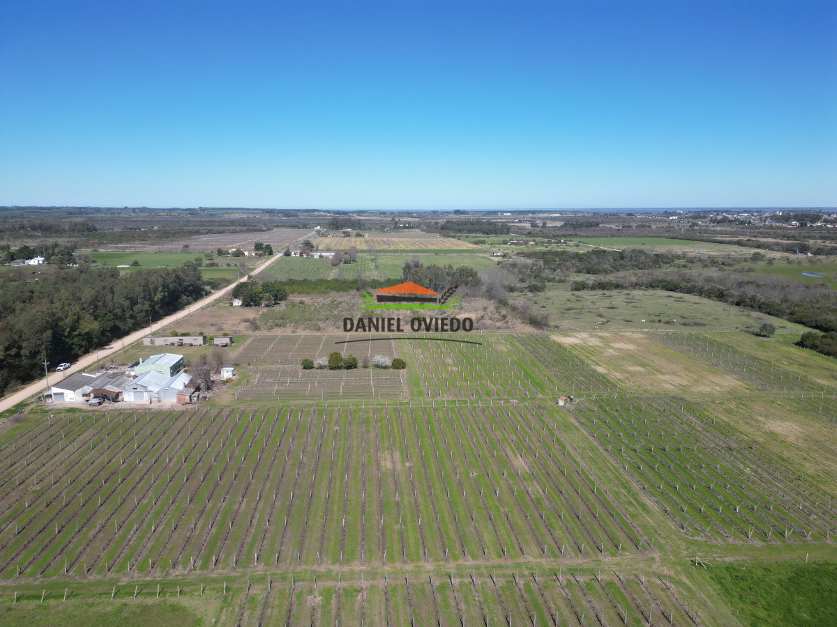 Chacra ID.255/Excelente-oportunidad-antigua-Bodega-y-viñedos-en-venta-en-Carmelo. - Excelente oportunidad antigua Bodega y viñedos en venta en Carmelo.