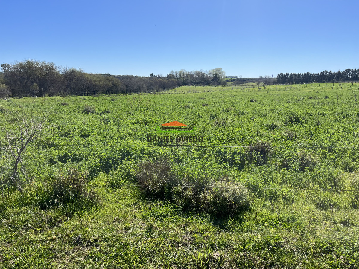 Chacra ID.255/Excelente-oportunidad-antigua-Bodega-y-viñedos-en-venta-en-Carmelo. - Excelente oportunidad antigua Bodega y viñedos en venta en Carmelo.
