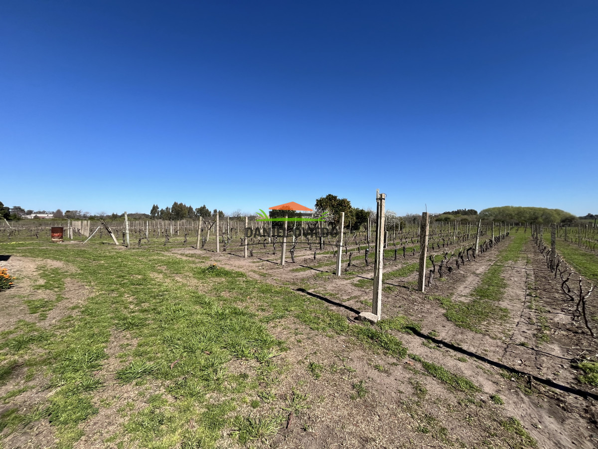 Chacra ID.255/Excelente-oportunidad-antigua-Bodega-y-viñedos-en-venta-en-Carmelo. - Excelente oportunidad antigua Bodega y viñedos en venta en Carmelo.