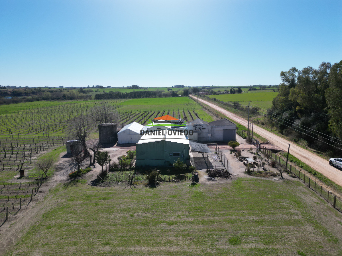 Chacra ID.255/Excelente-oportunidad-antigua-Bodega-y-viñedos-en-venta-en-Carmelo. - Excelente oportunidad antigua Bodega y viñedos en venta en Carmelo.
