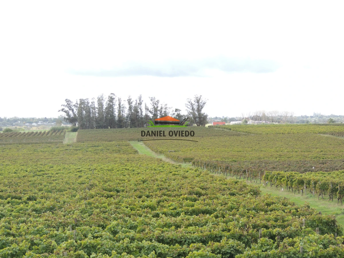 Chacra ID.425/Venta--de-Bodega,-Vi - Venta  de Bodega, Viñedo 11 Has y casas, en Toledo Chico.